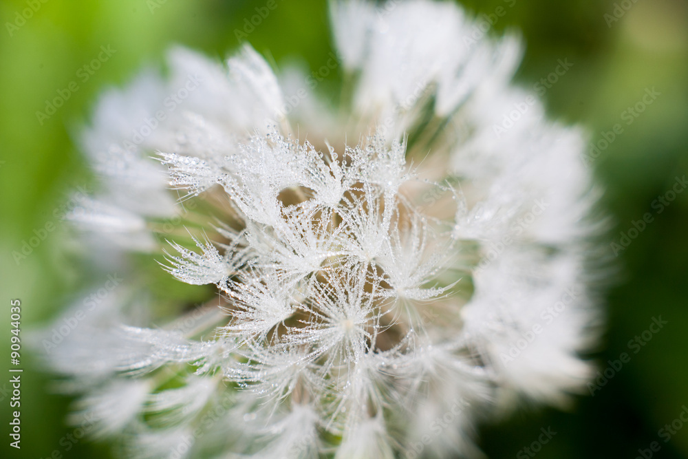 summer morning dew on a plant with blurred background summer morning dew on a plant with blurred background