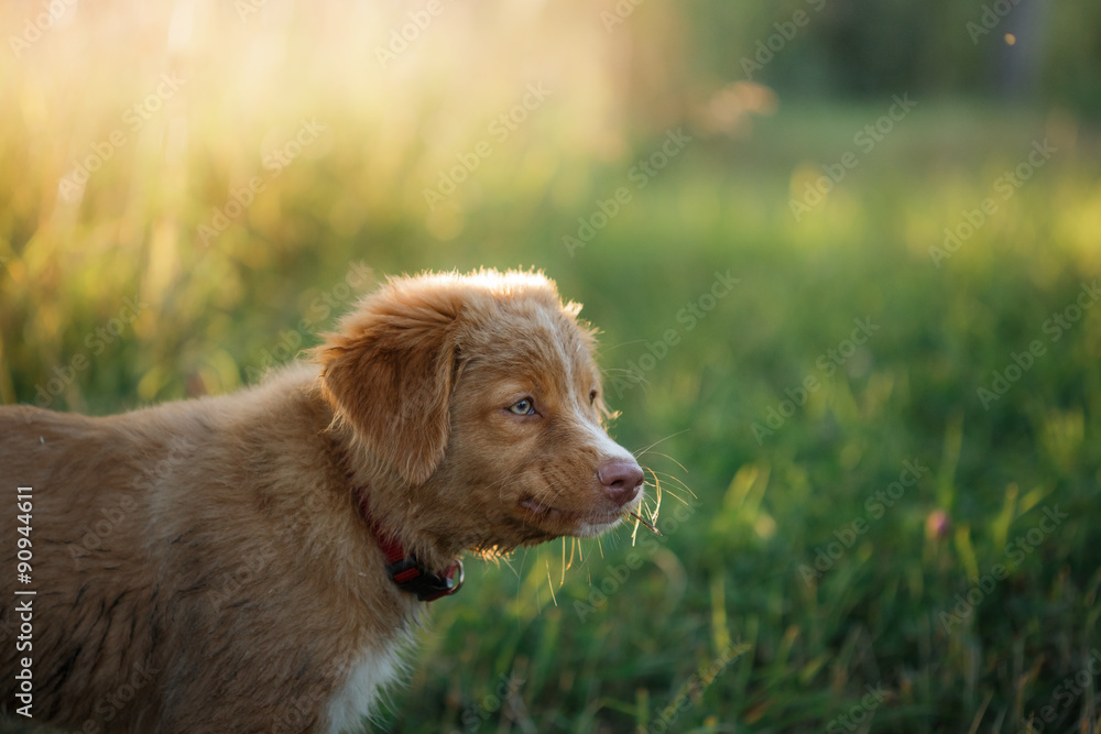 Dog Nova Scotia Duck Tolling Retriever Dog Nova Scotia Duck Tolling Retriever