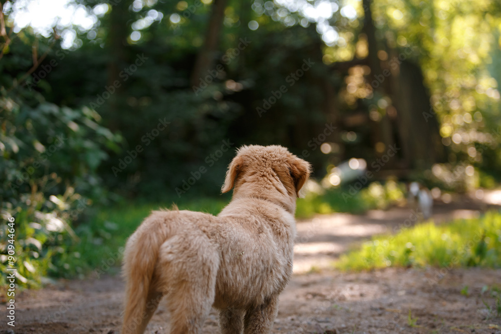 Dog Nova Scotia Duck Tolling Retriever Dog Nova Scotia Duck Tolling Retriever
