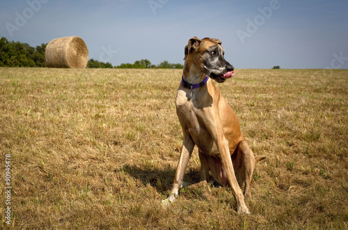 Silly great Dane sticking tongue out in hay field in Kentucky