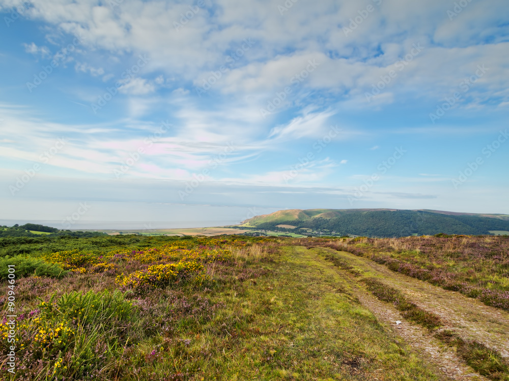 Exmoor landscape with heather, gorse and sea view. UK.