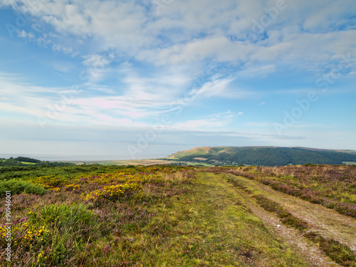 Exmoor landscape with heather, gorse and sea view. UK.