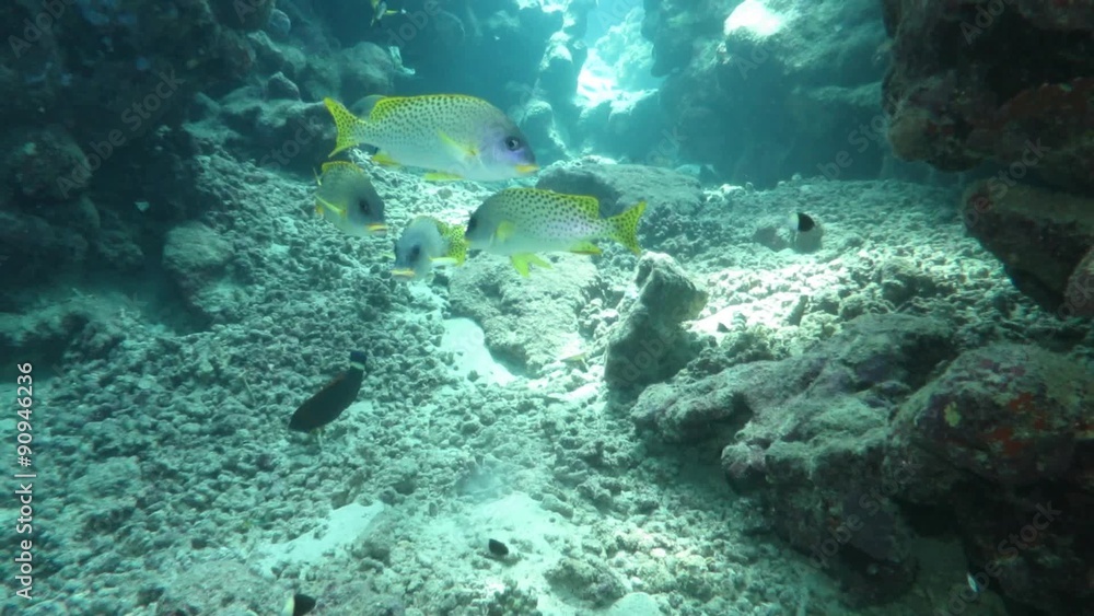 Schwarztupfen-Süsslippe (Plectorhinchus gaterinus) Schwarztupfen-Süsslippe (Plectorhinchus gaterinus)