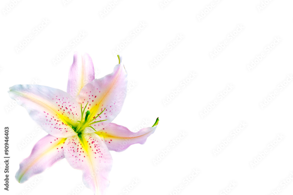 beautiful white lily isolated on white background beautiful white lily isolated on white background