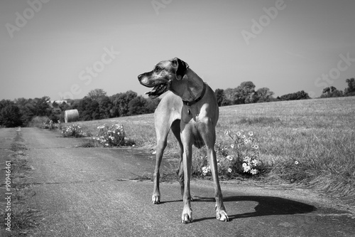 Great Dane standing in field with wildflowers in sepia #90946461