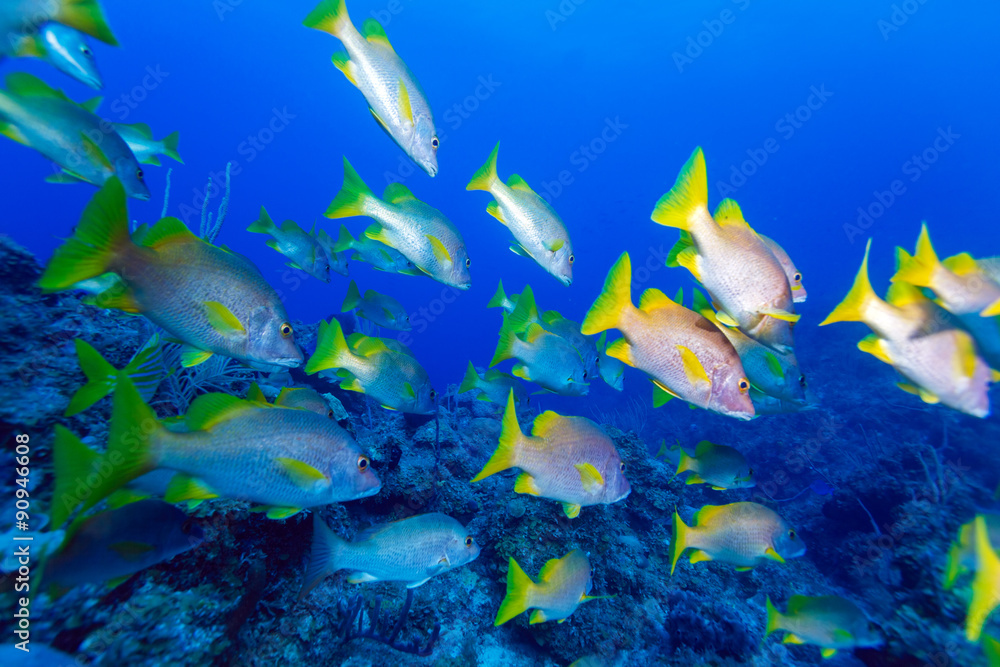 School of snappers, Cayo Largo.. School of snappers, Cayo Largo..