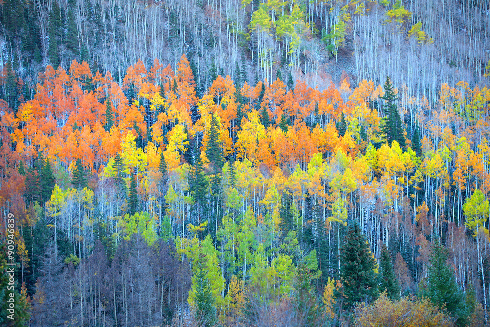 Colorful Aspen trees in autumn time