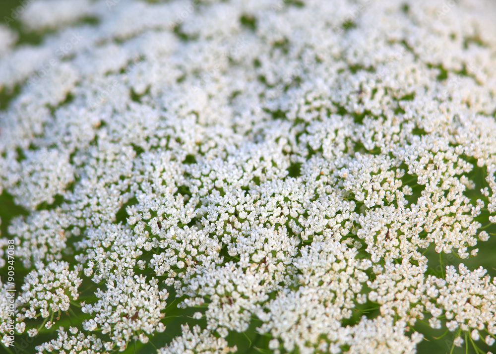 Daucus carota flower close up shot Daucus carota flower close up shot