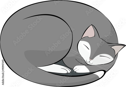 gatto dormiente bianco grigio