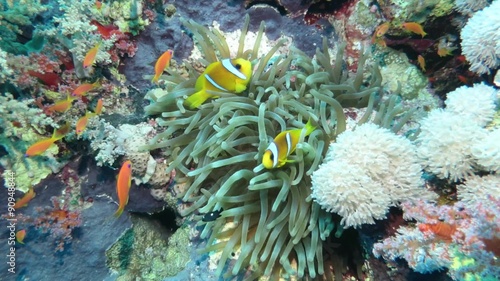 Rotmeer-Anemonenfisch (Amphiprion bicinctus) photo