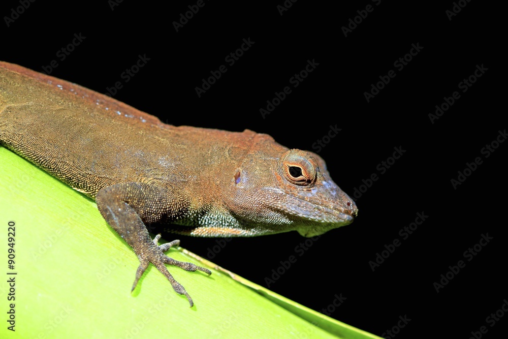 Fototapeta premium Common lizard, macro
