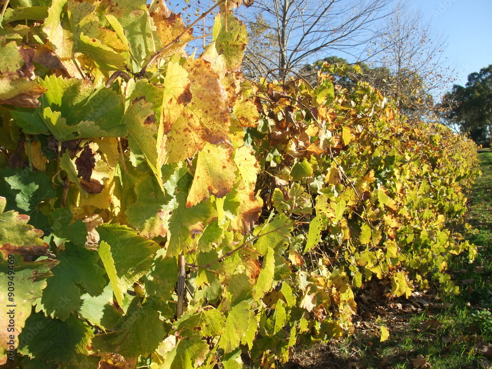 Autumn vineyard at Swam Valley, in Australia
Autumn vineyard at Swam Valley, in Australia