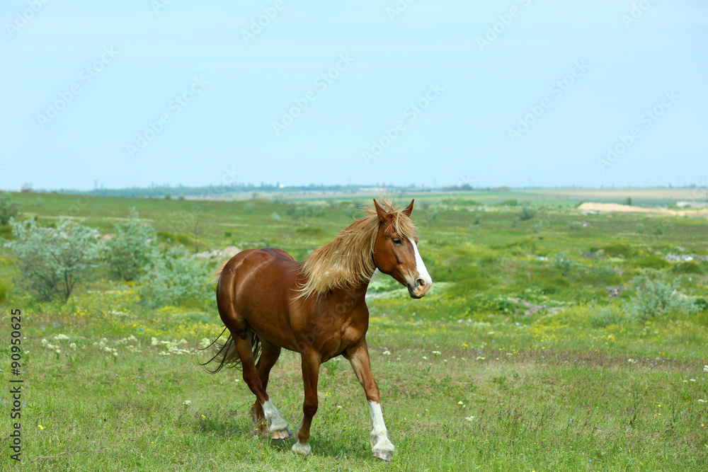 Fototapeta premium Beautiful brown horse grazing on meadow