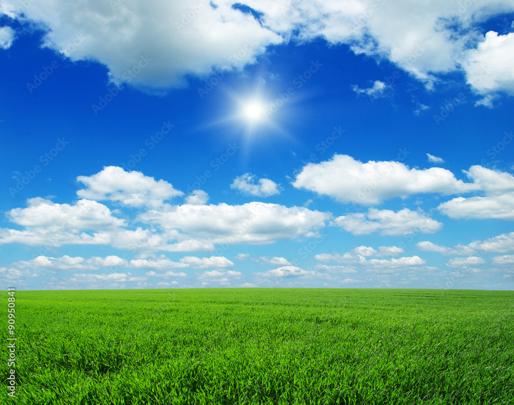 Fototapeta premium Green field, blue sky and sun
