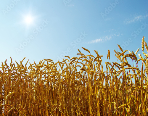  wheat and blue sky