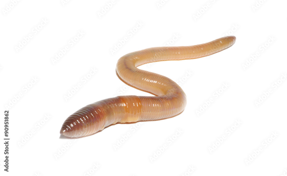 Obraz premium worm on white