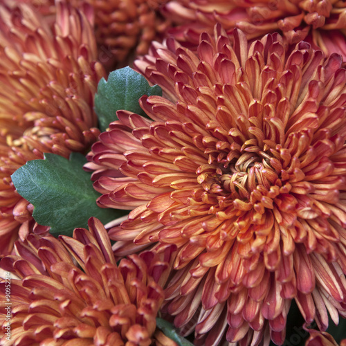 Colorful dahlia flower