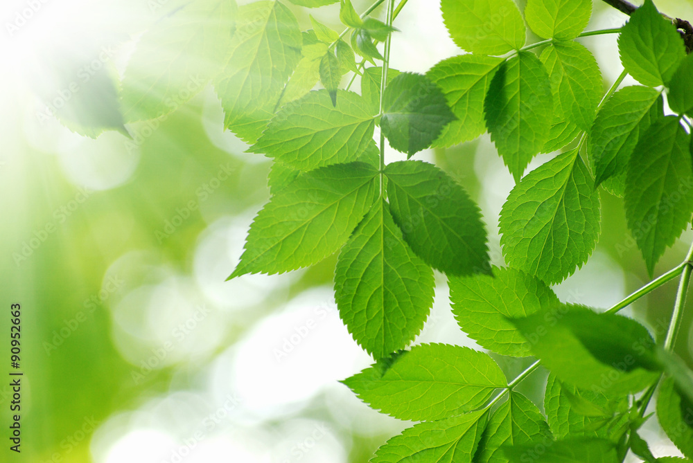 green leaves green leaves