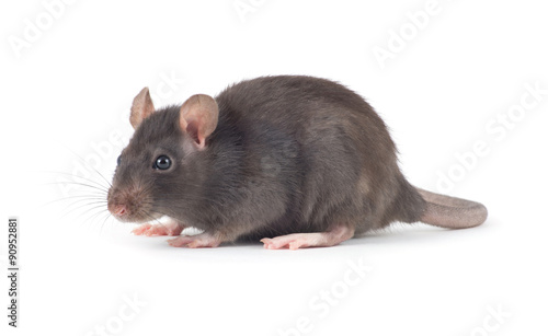  rat