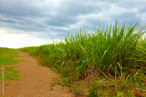 sugarcane plantation under cloudy sky