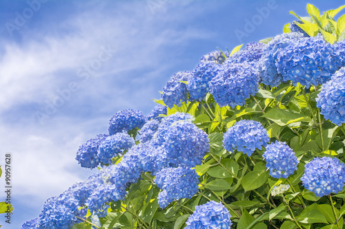 Fototapeta Naklejka Na Ścianę i Meble -  空バックに青いアジサイの花