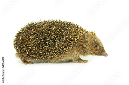 hedgehog