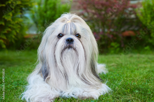 Fototapeta Naklejka Na Ścianę i Meble -  Shih tzu dog