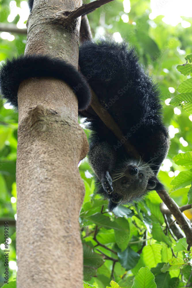 Fototapeta premium binturong