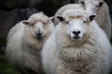 Ingelijste posters Schaap Merinoschaap in close-up op boerderij  © stockphoto mania