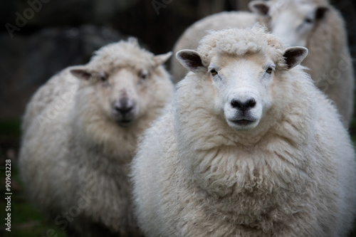 close up face of new zealand merino sheep in farm