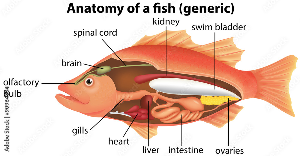 Anatomy of a fish Stock Vector | Adobe Stock