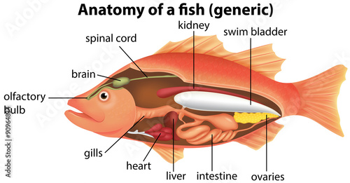 Anatomy of a fish