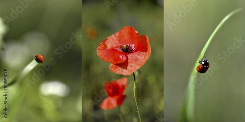 Wallpaper Mural Ladybugs and poppies - a summary images, colage Torontodigital.ca