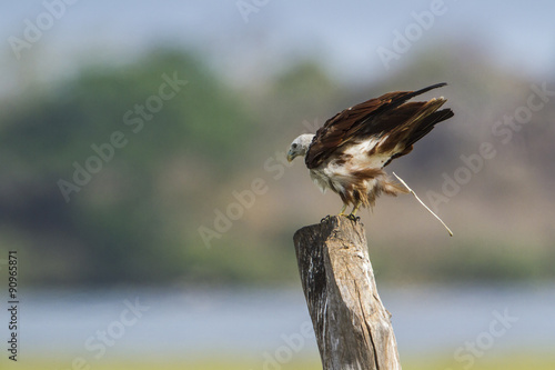 Brahminy kite in Arugam bay lagoon, Sri Lanka photo