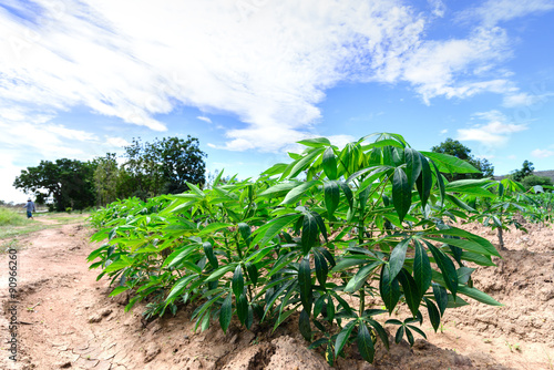 Cassava field for green energy with blue sky.