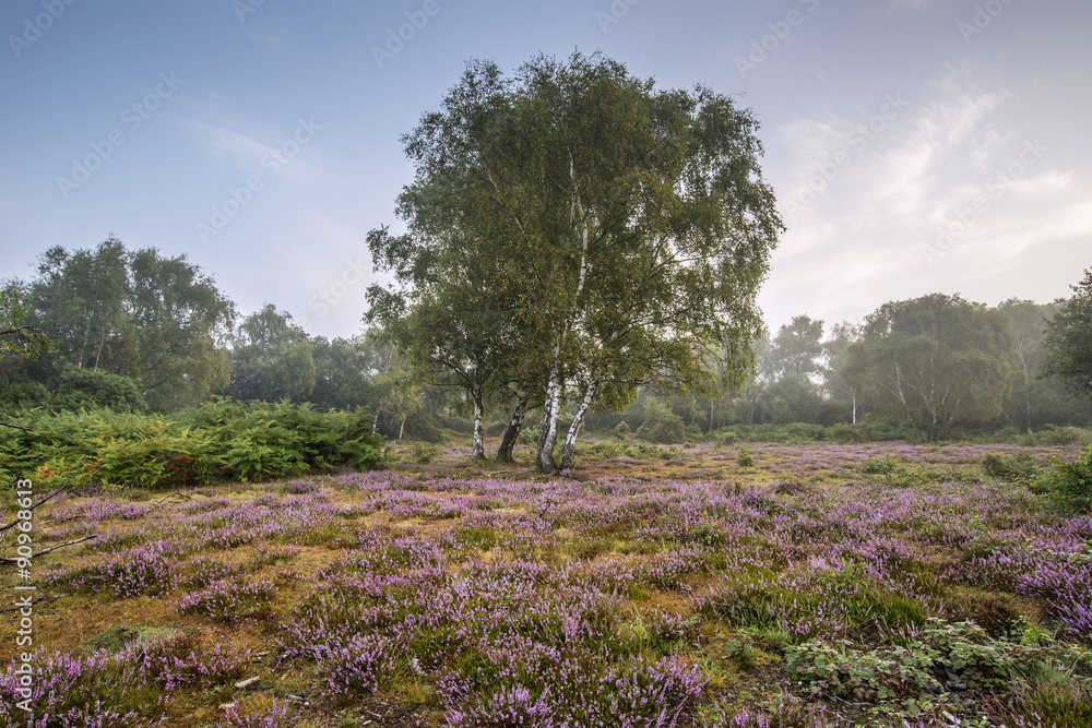 Stunning dawn sunrise landscape in misty New Forest countryside