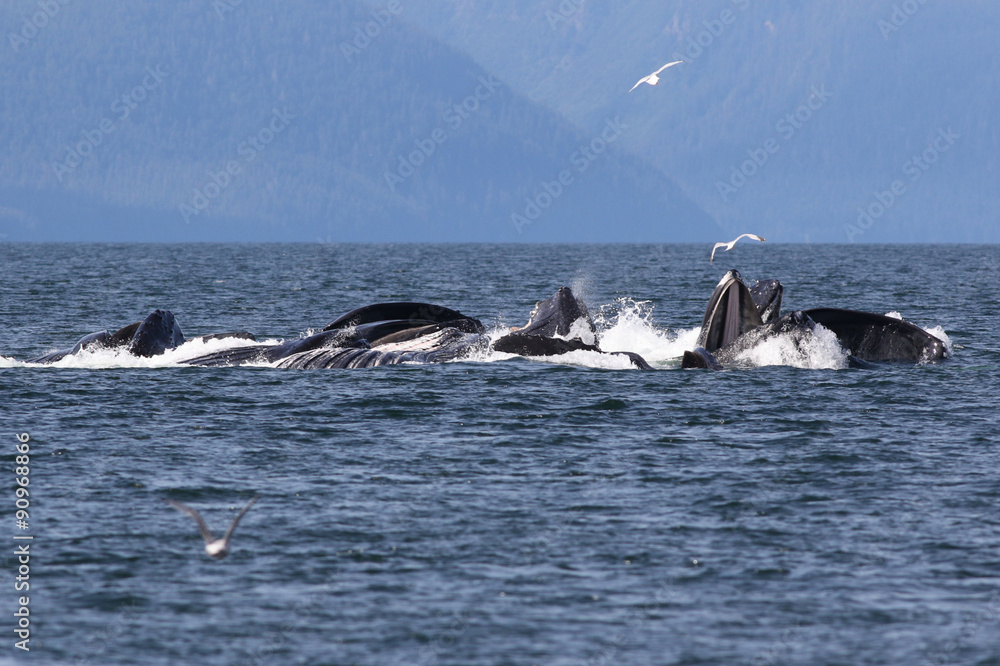 Fototapeta premium Humpback Whales Bubble Net Feeding