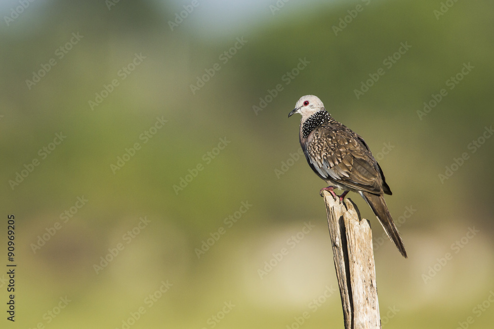 Spotted dove in Arugam bay lagoon, Sri Lanka