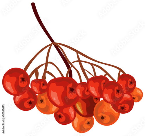 Bunch rowan. Rowanberry