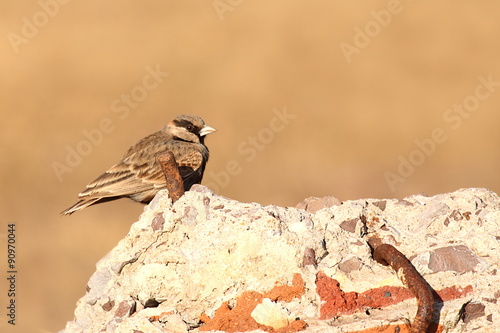 Ashy-crowned Sparrow Lark male  photo