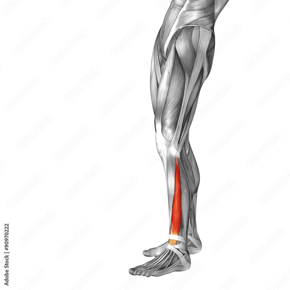 Conceptual 3D human front lower leg muscle anatomy Conceptual 3D human front lower leg muscle anatomy