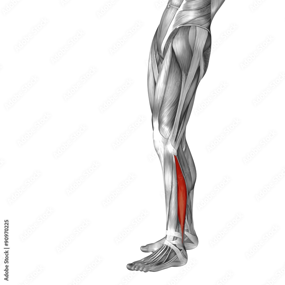 Conceptual 3D human front lower leg muscle anatomy Conceptual 3D human front lower leg muscle anatomy