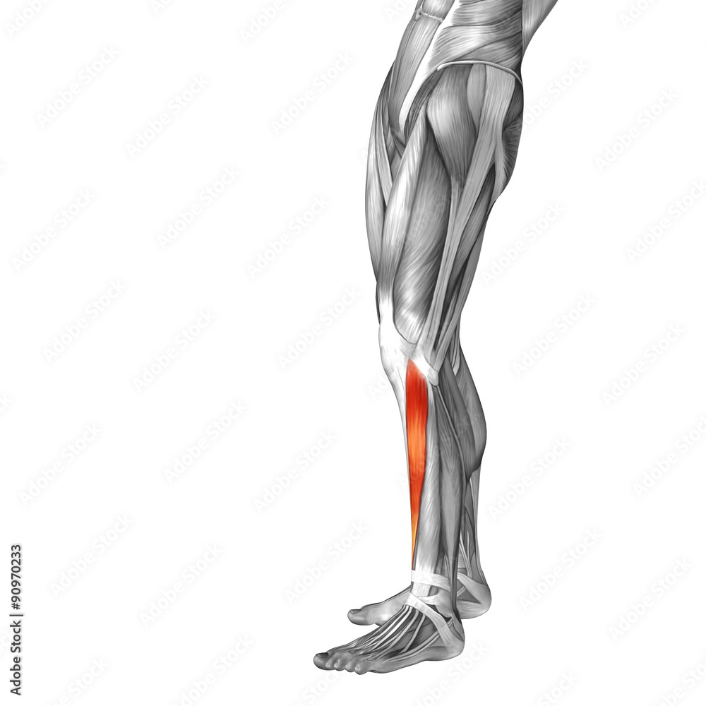 Conceptual 3D human front lower leg muscle anatomy Conceptual 3D human front lower leg muscle anatomy
