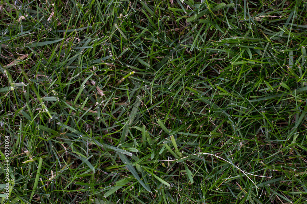 lawn grass lawn grass
