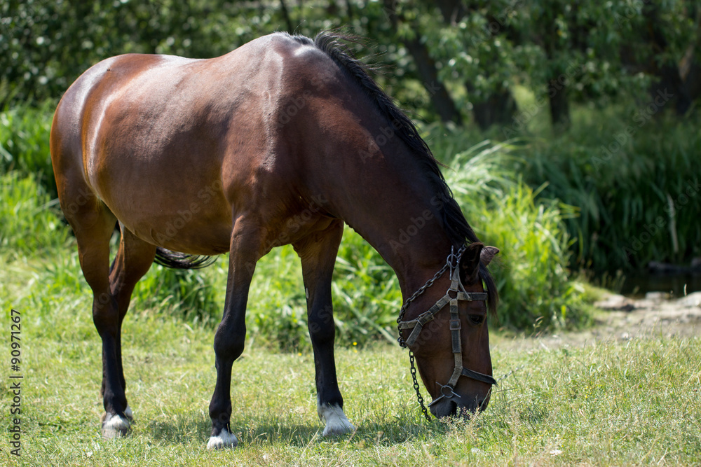 horse on pasture horse on pasture