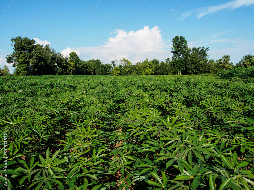 Obraz premium Cassava garden