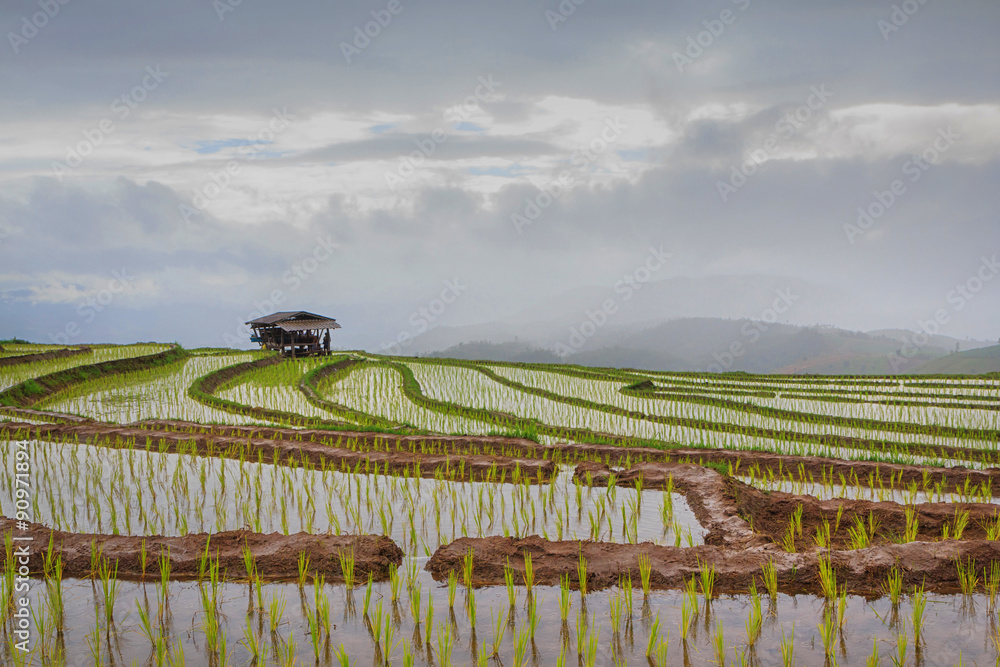 Beautiful rice terrace view on rainy day, Chiang Mai, Northern Thailand