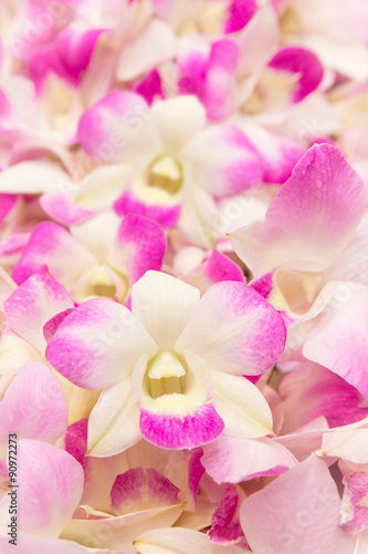 Fototapeta Naklejka Na Ścianę i Meble -  orchids flower for background