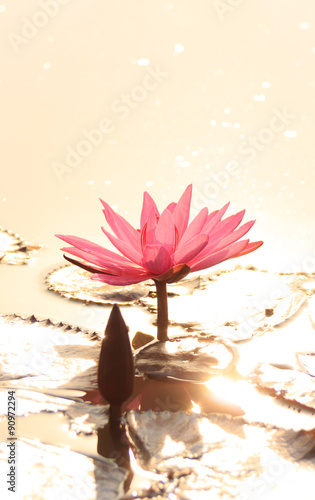 Fototapeta Naklejka Na Ścianę i Meble -  pink lotus in golden sunlight