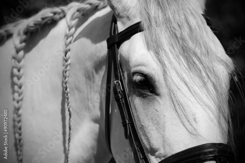 Fototapeta Naklejka Na Ścianę i Meble -  Andalusian horse